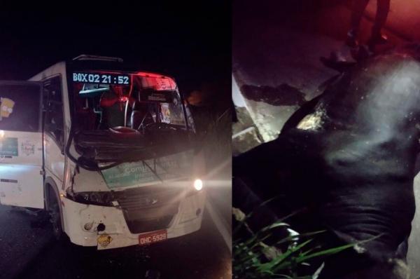 Animal solto na pista provoca acidente em trecho da BR-104 em Murici-AL