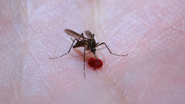 Brasil ultrapassa 2 milhões de casos prováveis de dengue em 81 dias