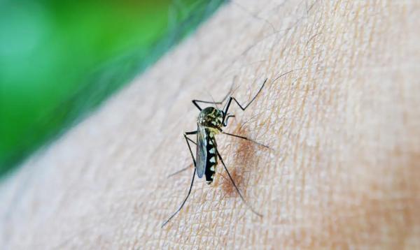 1ª morte por dengue em Alagoas é confirmada pelo Ministério da Saúde