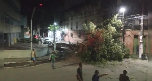 [Vídeo] Chuva provoca queda de árvore centenária no Centro de Maceió 