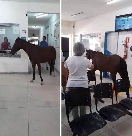 VÍDEO: Cavalo invade unidade de saúde em Maceió