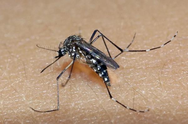 Ministério anuncia envio de vacinas contra a dengue para Alagoas