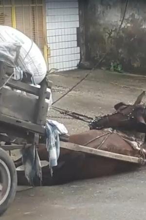 Cavalo morre eletrocutado após fios de alta tensão caírem na Levada, em Maceió