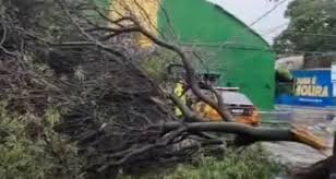 Chuva derruba árvore em frente ao Mercado Gastronômico de Maceió e complica o trânsito no Jaraguá